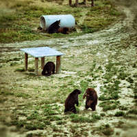 Animal Sanctuary Colorado