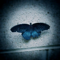 Butterfly Pavillon